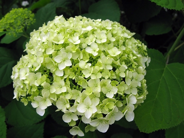紫陽花_f0129726_21380099.jpg