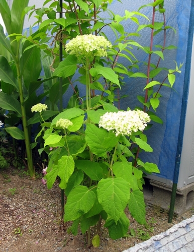 紫陽花_f0129726_21402340.jpg