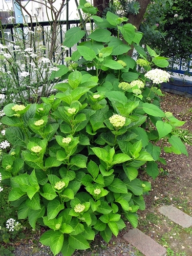紫陽花_f0129726_21411993.jpg