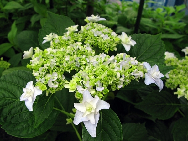 紫陽花_f0129726_21484386.jpg