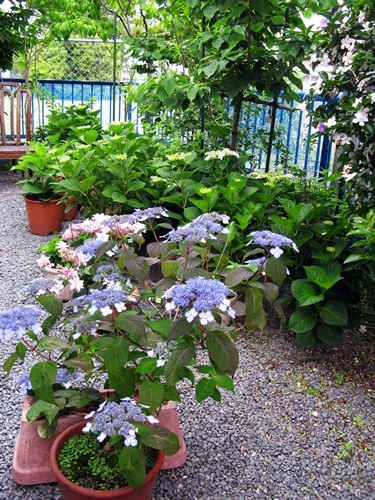 紫陽花_f0129726_21551567.jpg