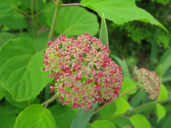 紫陽花_f0129726_21552699.jpg