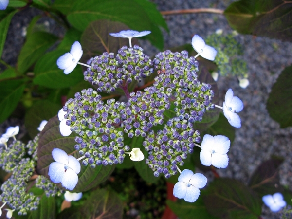 紫陽花_f0129726_21561115.jpg