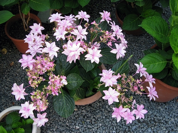 紫陽花_f0129726_21562110.jpg