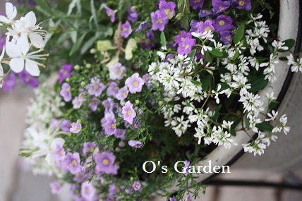 O\'s Garden　便り　No.　81　♪_d0241945_20234839.jpg