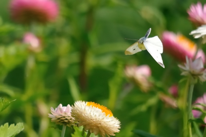 c0334250_21372453.jpg