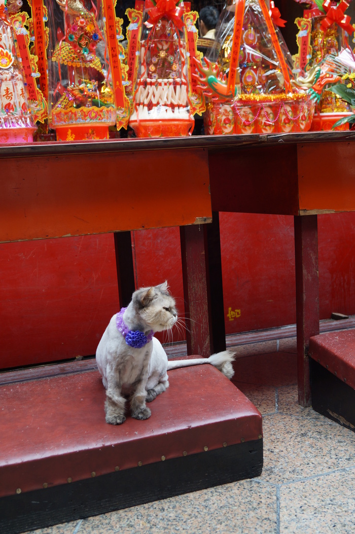 猫まみれ台湾旅行　その１８　三重義天宮と寺猫_b0063958_19525434.jpg