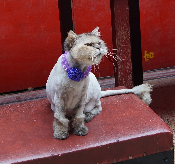 猫まみれ台湾旅行　その１８　三重義天宮と寺猫_b0063958_19531667.jpg
