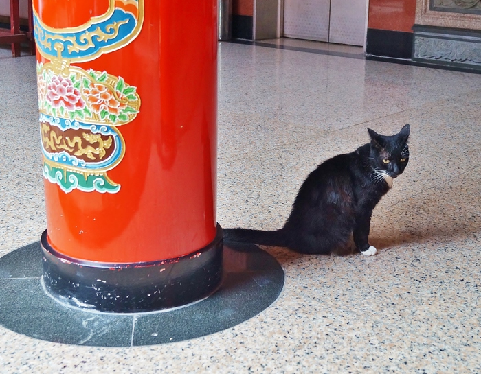 猫まみれ台湾旅行　その１８　三重義天宮と寺猫_b0063958_19543197.jpg