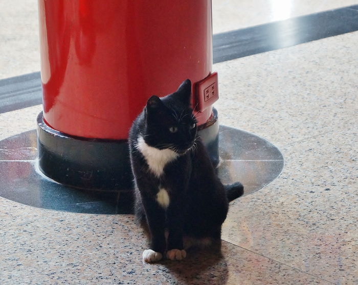 猫まみれ台湾旅行　その１８　三重義天宮と寺猫_b0063958_19545634.jpg