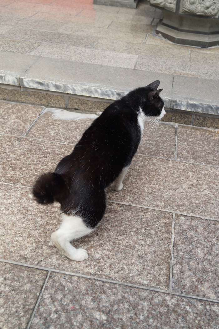 猫まみれ台湾旅行　その１８　三重義天宮と寺猫_b0063958_19554118.jpg