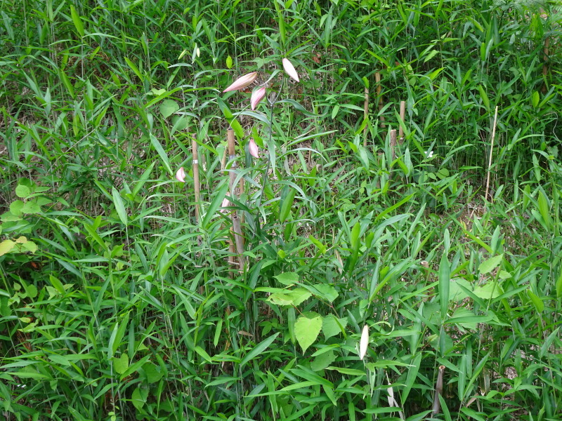 c0108460_00181625.jpg