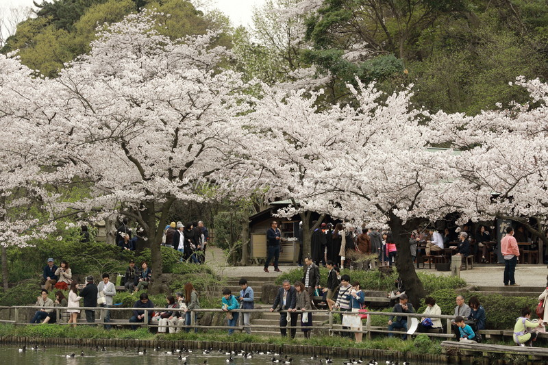 横浜・三渓園 2016年4月 _e0354775_17202635.jpg