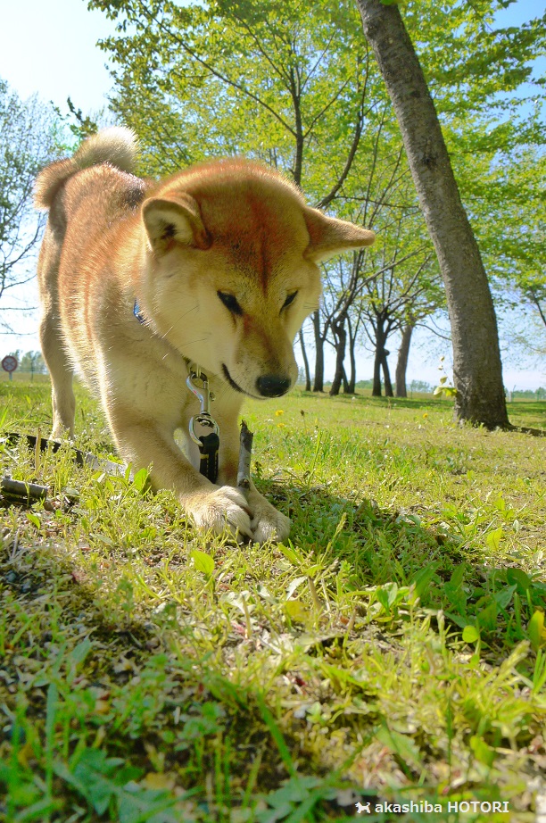 ほとちゃんはね。_f0150377_1651793.jpg