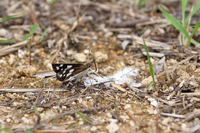 石垣島撮影記-1（2016/5/19.20）_f0031682_16502342.jpg