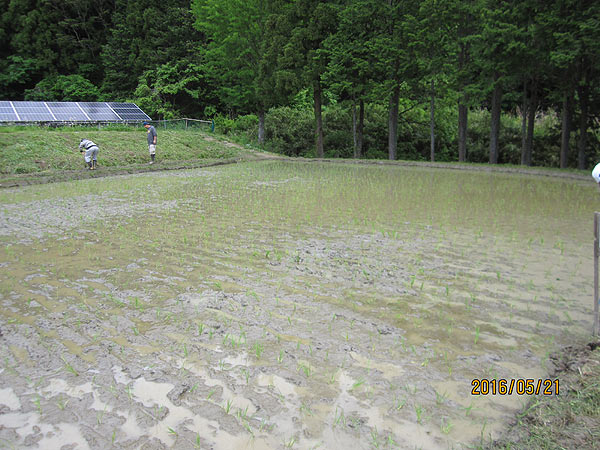 田植え体験(月光原小・西根小) _d0247484_19382234.jpg