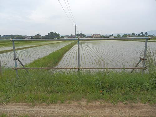 5月25日の田んぼ(上目黒小・枝野小)_d0247484_2021135.jpg