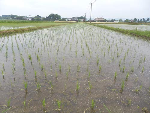 5月25日の田んぼ(上目黒小・枝野小)_d0247484_202132100.jpg
