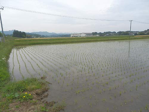 5月25日の田んぼ(上目黒小・枝野小)_d0247484_20235555.jpg