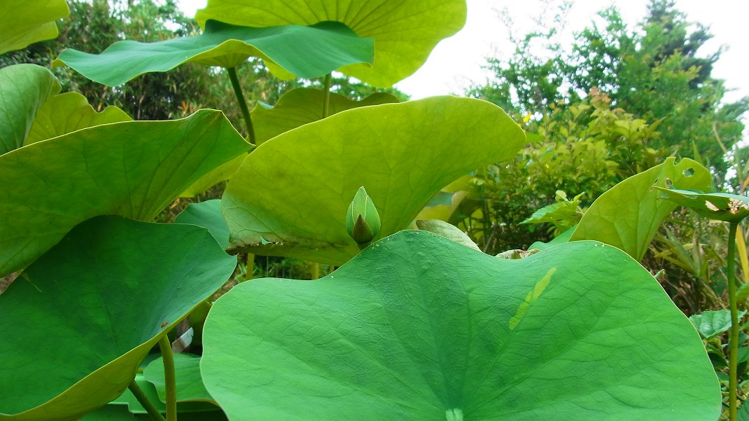 キジョランの発芽 コイケマの蕾など_f0346184_17391411.jpg