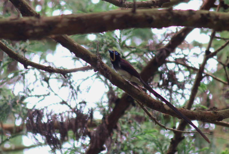 サンコウチョウ５月ー8_b0223198_07041645.jpg