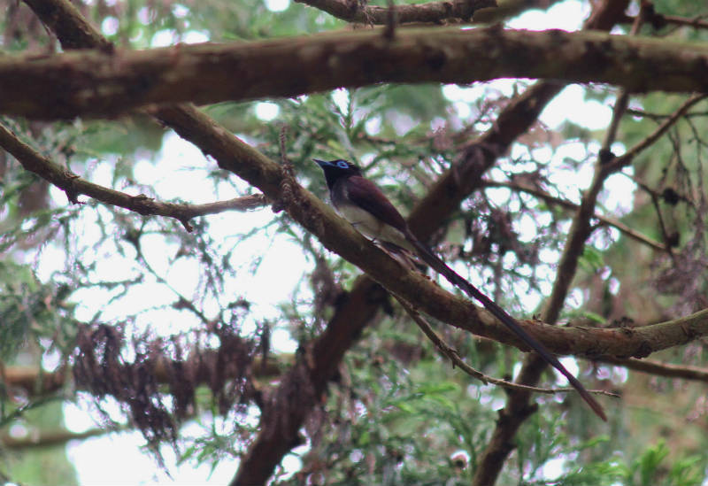 サンコウチョウ５月ー8_b0223198_07043708.jpg