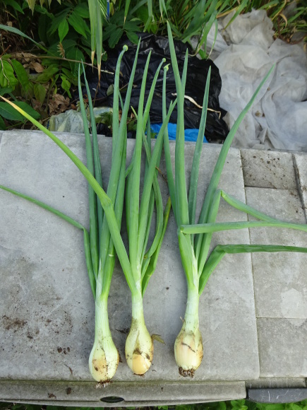 夏野菜の定植も終盤戦、仕立てなど整備を進める。_c0369304_22510937.jpg