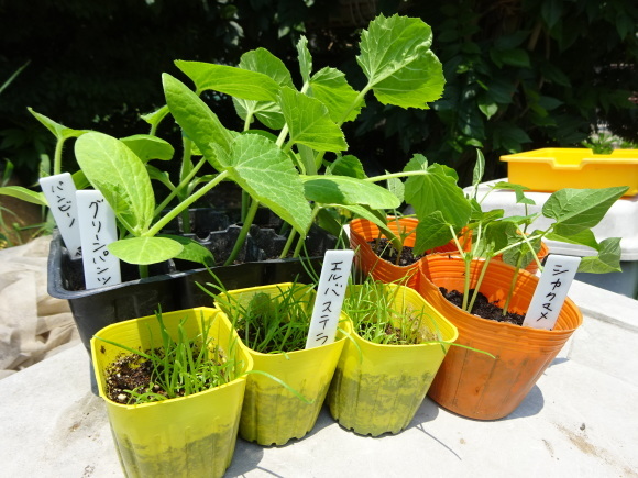 夏野菜の定植も終盤戦、仕立てなど整備を進める。_c0369304_22513379.jpg