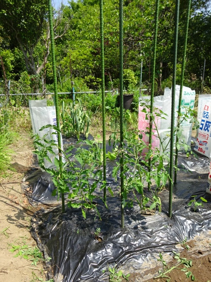 夏野菜の定植も終盤戦、仕立てなど整備を進める。_c0369304_22520370.jpg