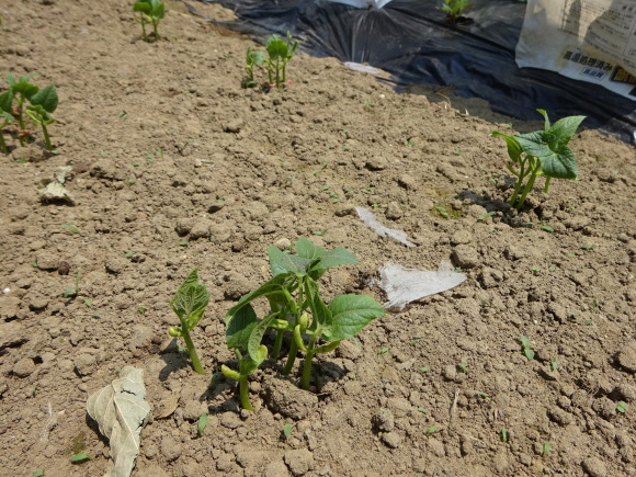 夏野菜の定植も終盤戦、仕立てなど整備を進める。_c0369304_22523504.jpg