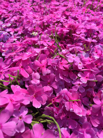 芝桜_e0001906_13175453.jpg