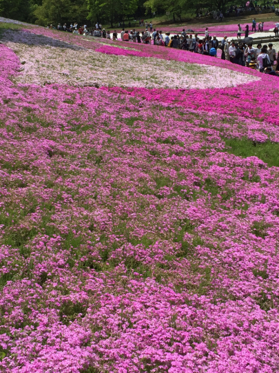 芝桜_e0001906_13175474.jpg