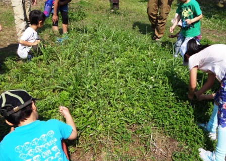 すみれば探検隊「すみればの野草さがし」_b0049307_1458116.jpg