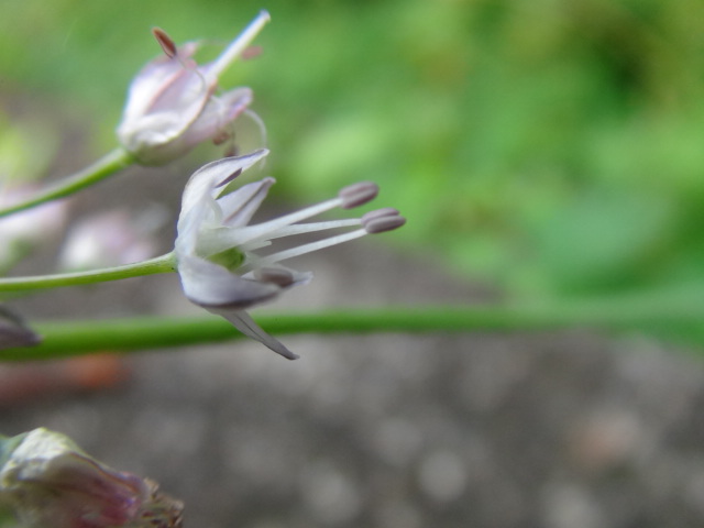 ノビル（野蒜）に花…2016/5/26_f0231709_20452632.jpg