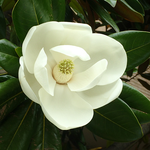 タイサンボクの花 樹木見て歩き