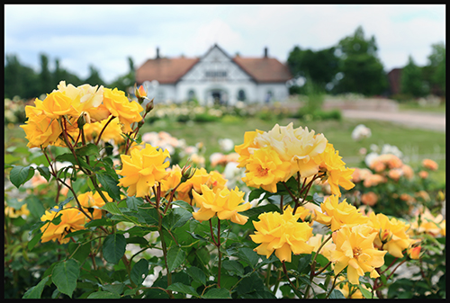 薔薇咲く_f0078127_17303159.jpg