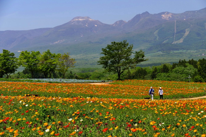 栃木県那須郡那須町 那須フラワーパークの花風景 フォトハウス In 福島 栃木県那須郡那須町 那須フラワーパークの花風景 フォトハウス In 福島