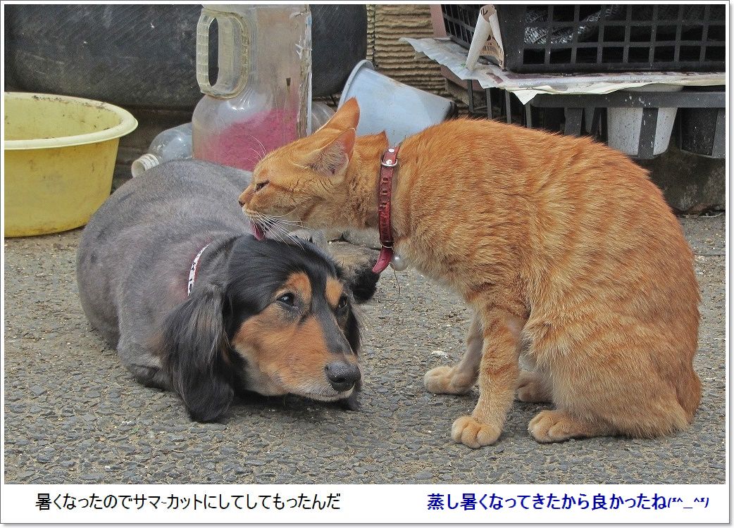 チャ-ちゃん(犬）とミーちゃん(猫）の関係は(*^_^*)_e0052135_2223243.jpg