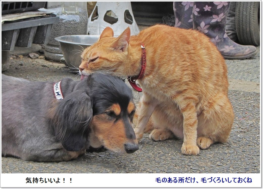 チャ-ちゃん(犬）とミーちゃん(猫）の関係は(*^_^*)_e0052135_22233731.jpg