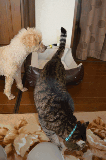 c0136736_11243839.gif