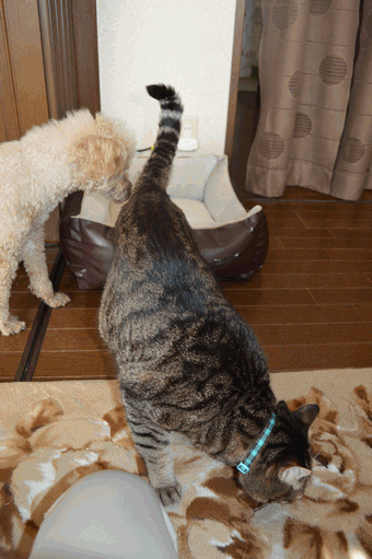 c0136736_11244994.gif
