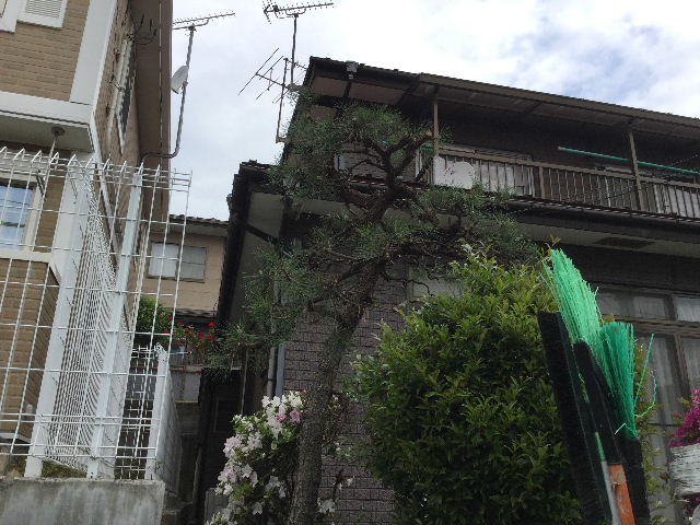 松の木他_f0031037_19384925.jpg