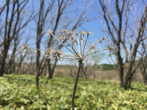 b0330040_13184590.jpeg
