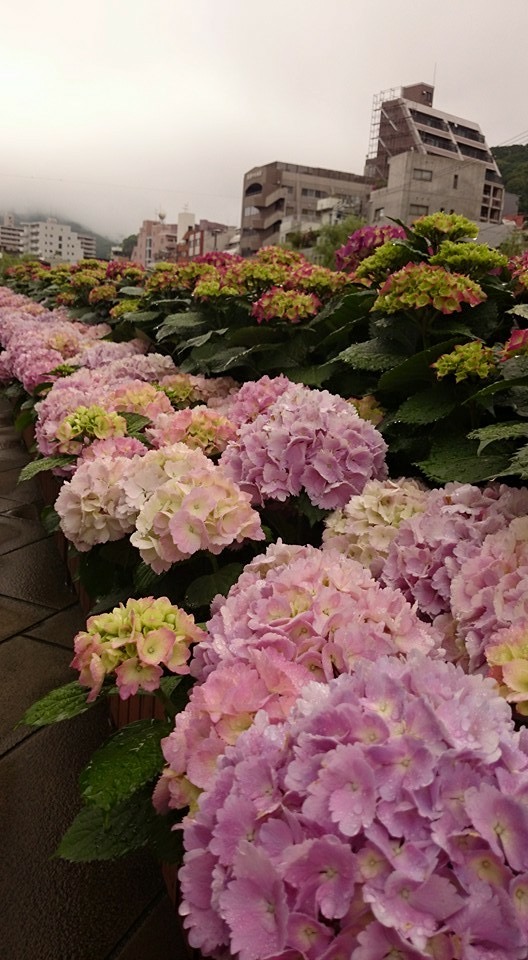 紫陽花が雨に濡れて・・・_e0163044_9202563.jpg