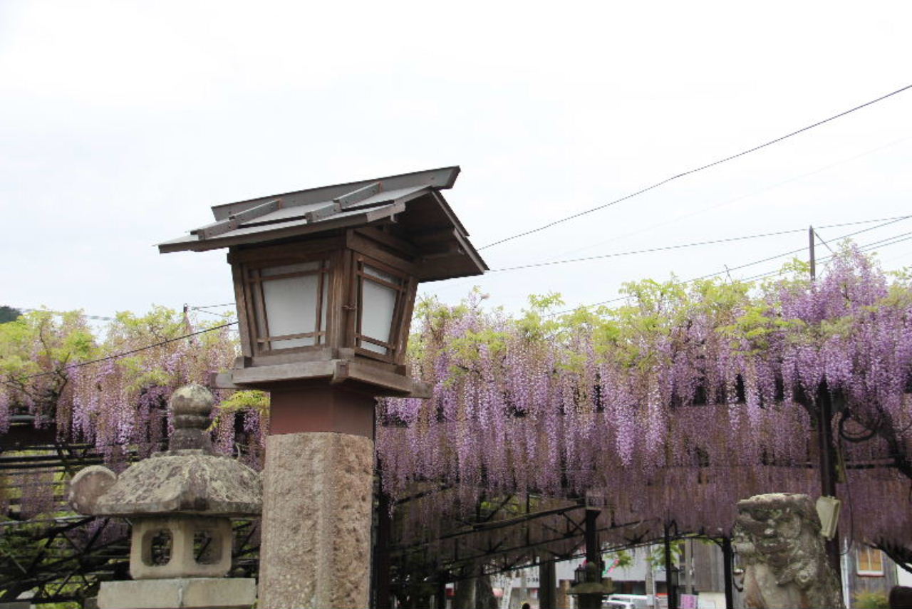 【素盞嗚神社】　国の天然記念物で樹齢620年の「黒木の大藤」_c0011649_1355434.jpg