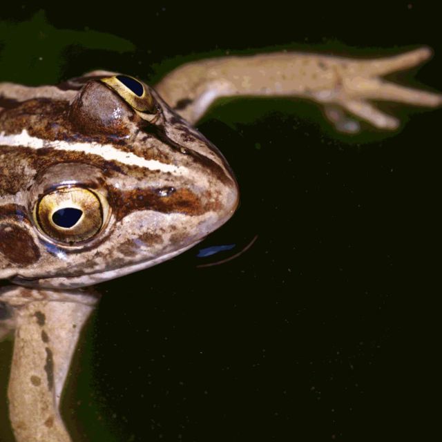 性格は遺伝しないが性根は遺伝する_b0355451_19485002.jpg