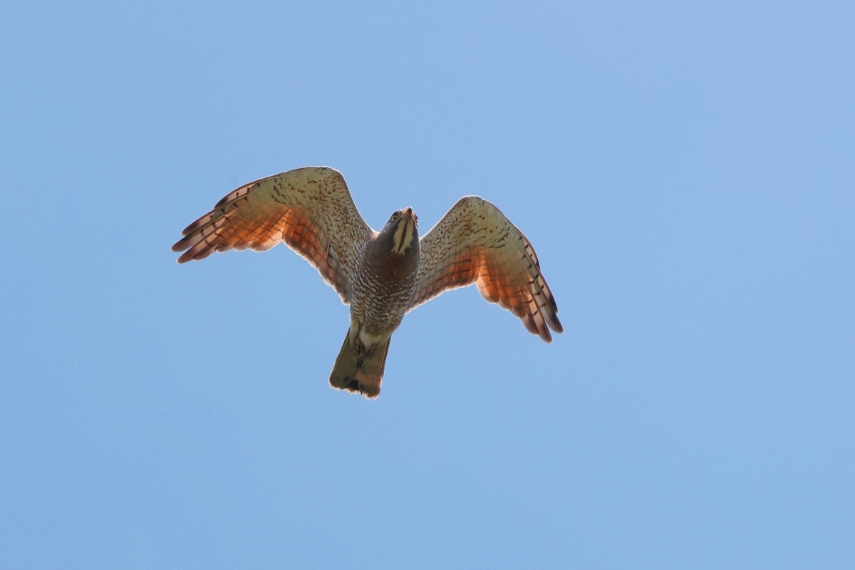 f0135157_2016386.jpg