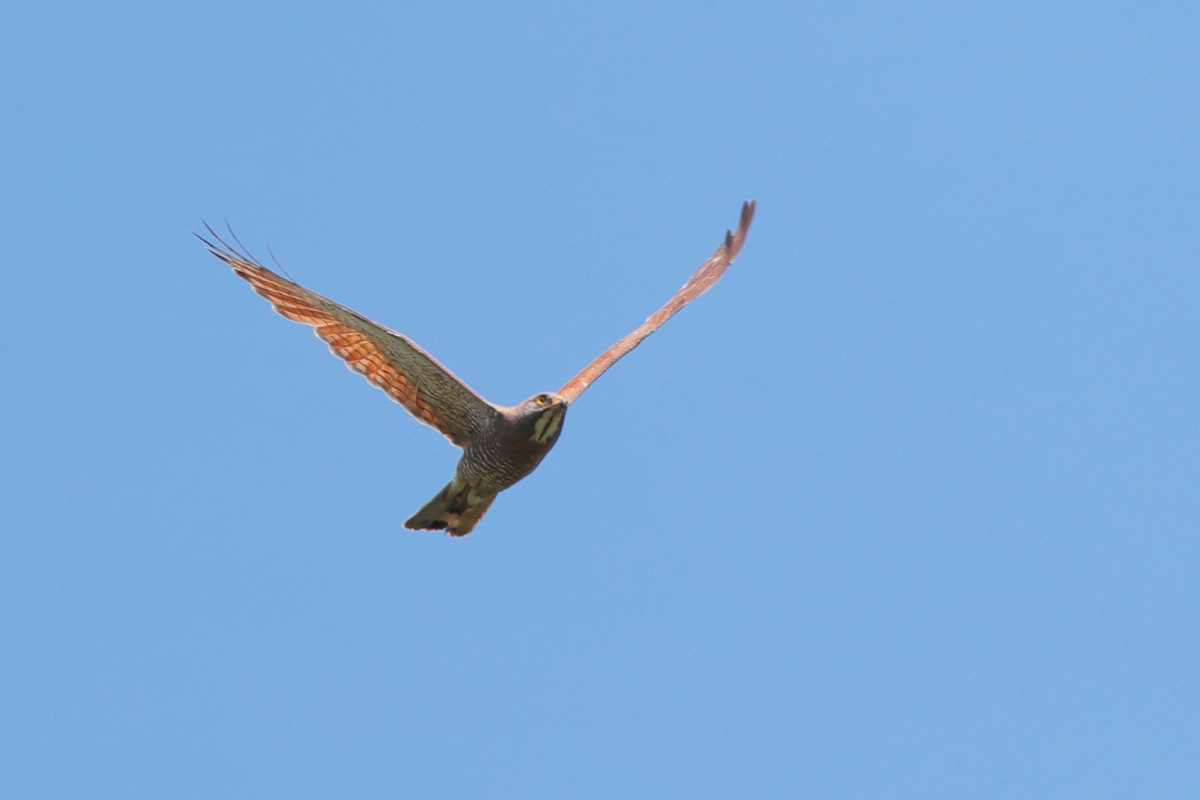 f0135157_20181443.jpg