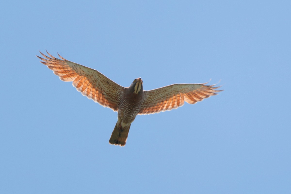 f0135157_20182157.jpg