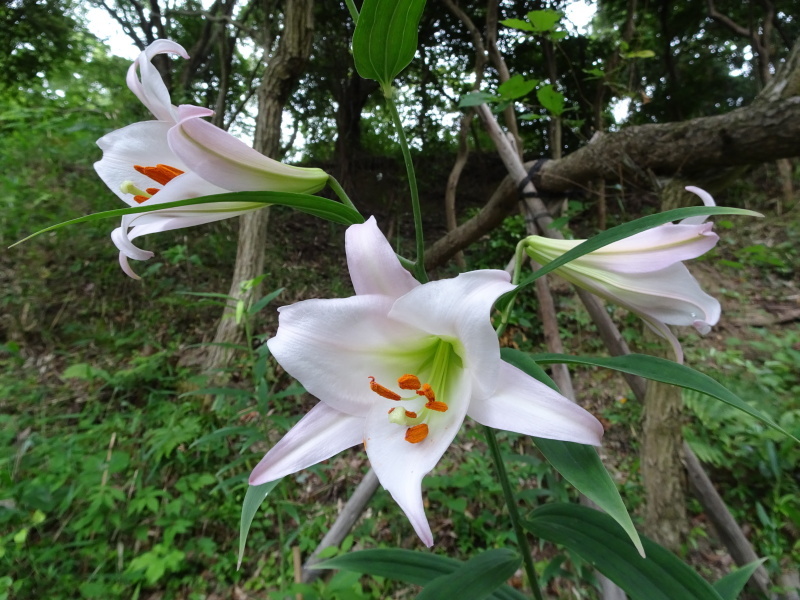 ササユリ便り⑤ 　in　せんなん里海公園内うみべの森_c0108460_21482821.jpg